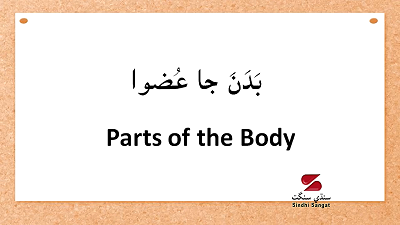 Parts of the Body in Sindhi 
