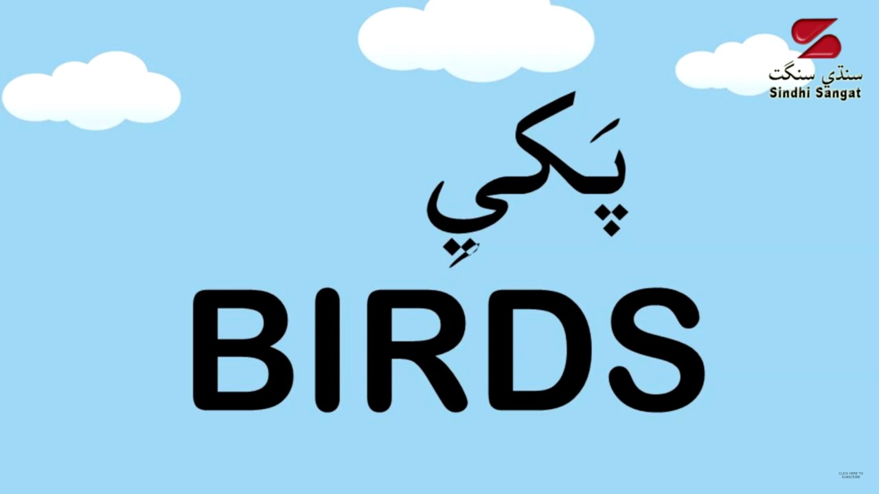 Birds names in Sindhi